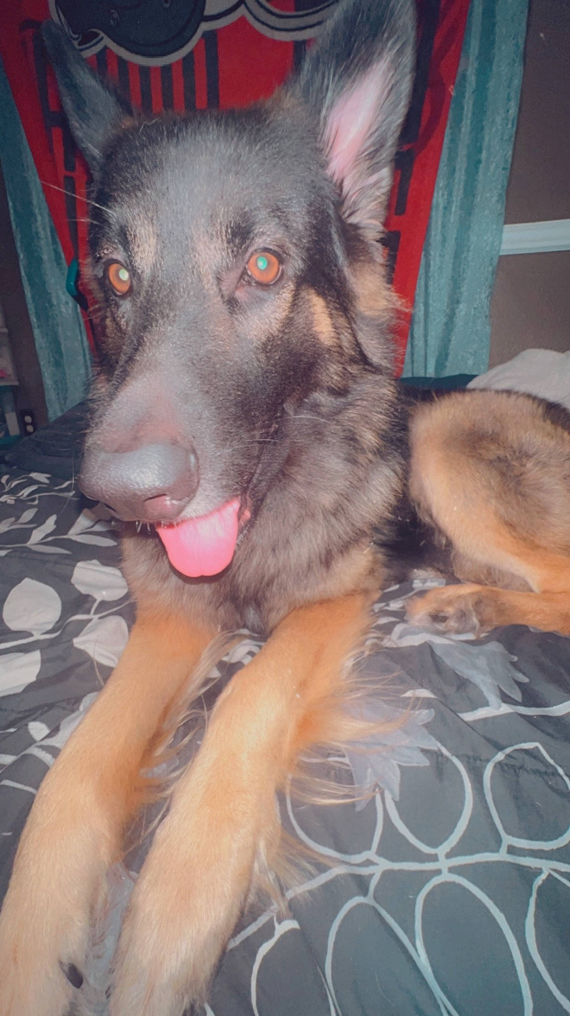 Bandit joined the competition — help win amazing prizes! canidae, canis, carnivore, companion_dog, dog, dog_breed, east_european_shepherd, fawn, foot, fur, herding_dog, jaw, king_shepherd, old_german_shepherd_dog, paw, snout, sporting_group, whiskers, working_animal, working_dog