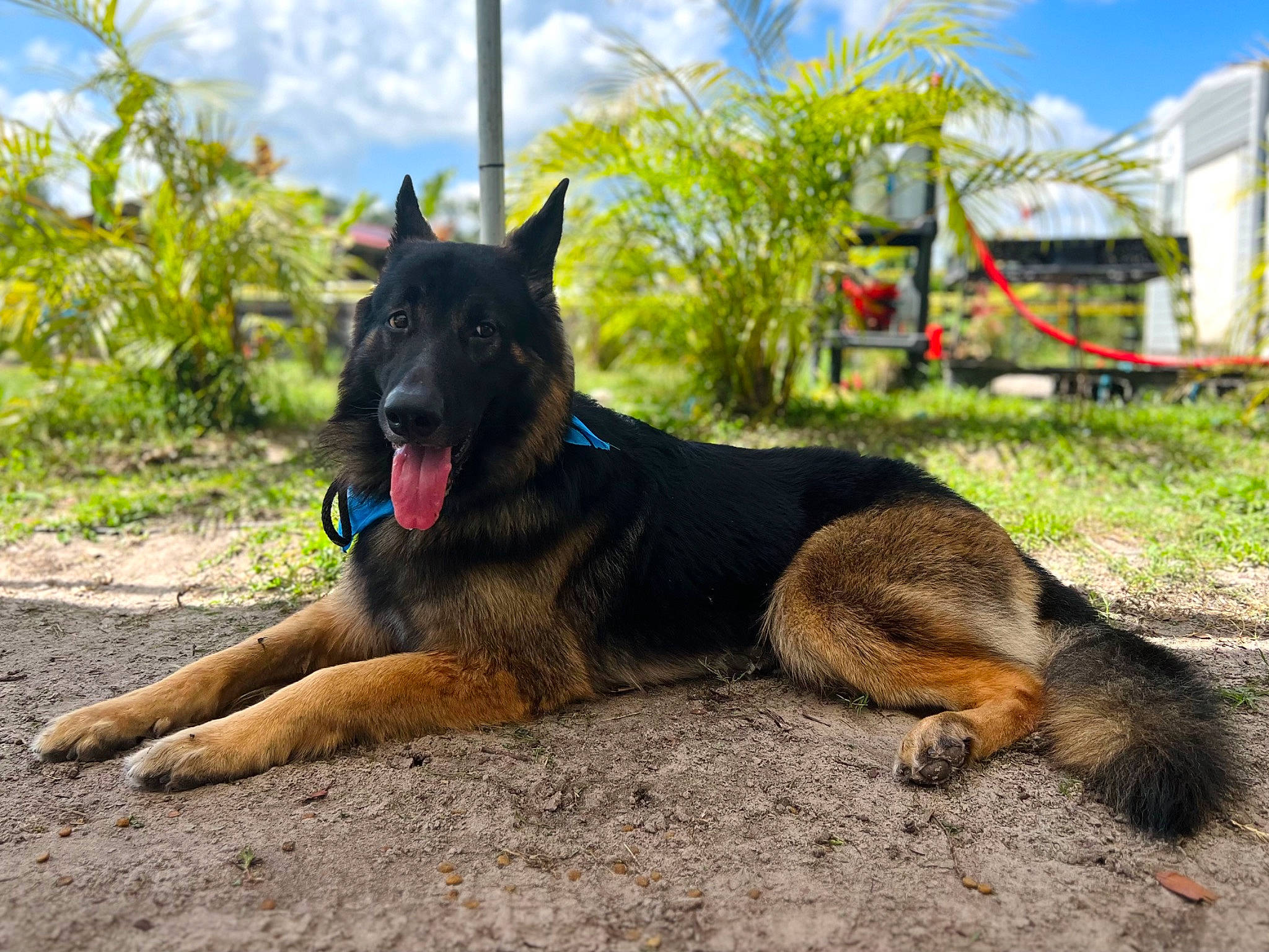 Bandit joined the competition — help win amazing prizes! canidae, carnivore, cloud, dog, dog_breed, east_european_shepherd, german_shepherd_dog, grass, guard_dog, herding_dog, king_shepherd, landscape, old_german_shepherd_dog, plant, sky, snout, sporting_group, tree, working_animal, working_dog