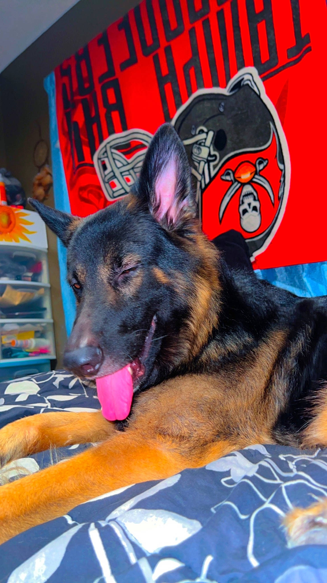 Bandit is registered to the contest to win money with this photo: canidae, carnivore, companion_dog, dog, dog_breed, dog_supply, east_european_shepherd, fur, german_shepherd_dog, guard_dog, herding_dog, king_shepherd, logo, old_german_shepherd_dog, snout, sporting_group, terrestrial_animal, working_dog