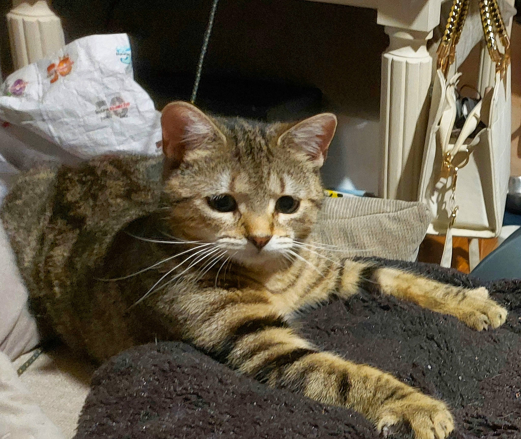 Shelby a rejoint le concours — aidez-le/la à gagner de superbes lots ! carnivore, cat, claw, comfort, domestic_short_haired_cat, fawn, felidae, fur, paw, plastic_bag, sitting, small_to_medium_sized_cats, snout, tail, terrestrial_animal, whiskers, wildlife