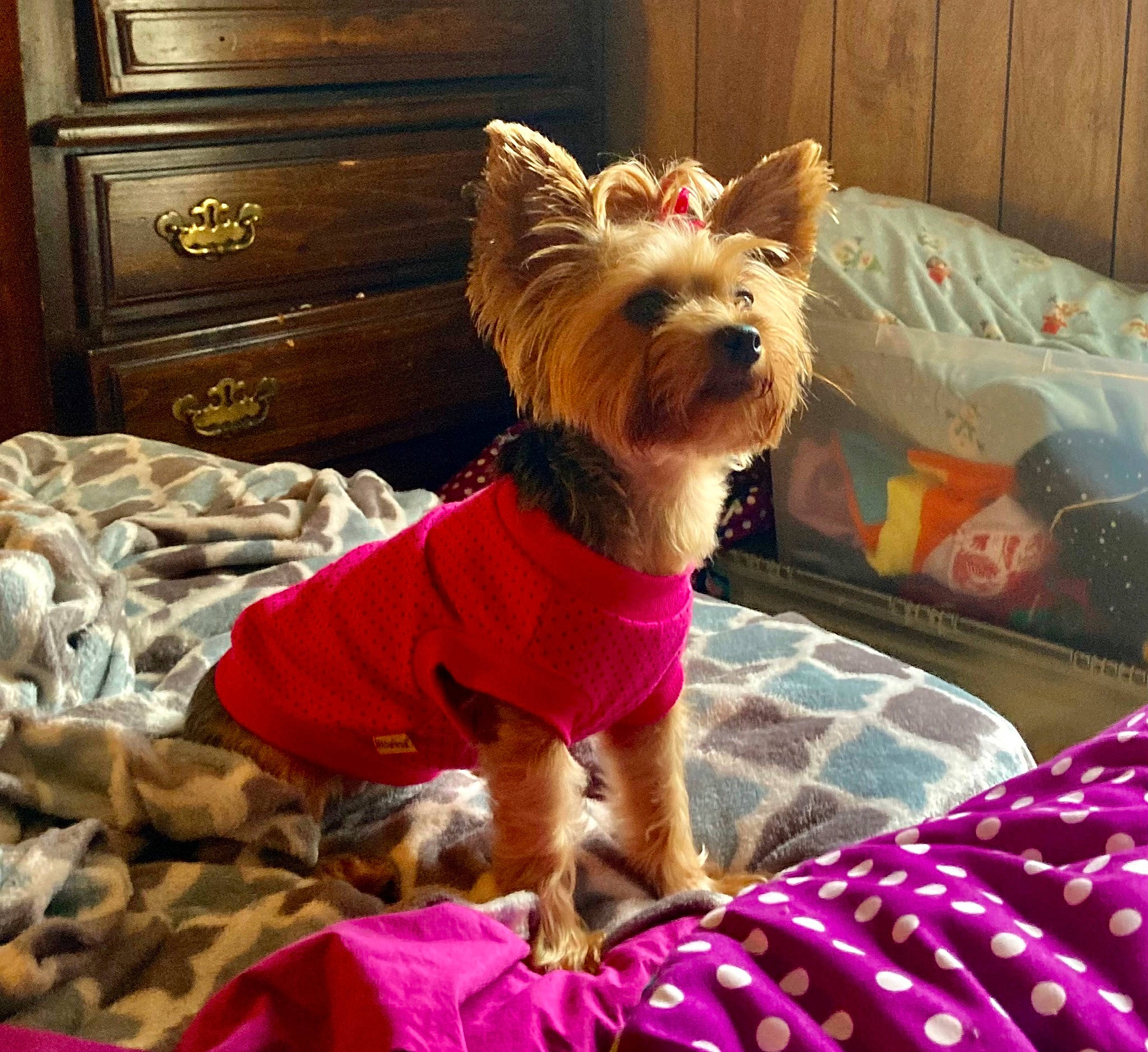 Chloe joined the competition — help win amazing prizes! cabinetry, canidae, carnivore, chest, chest_of_drawers, companion_dog, cupboard, dog, dog_breed, dog_clothes, dog_supply, drawer, dresser, fawn, magenta, small_terrier, snout, sporting_group, toy_dog, working_animal