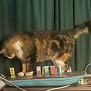 Foxy joined the competition — help win amazing prizes! cat, tabby_cat, game_board, character_standees, wooden_surface, curtain, indoor, pet, animal, feline, curious, blur, motion, brown_fur, white_paws, playful, table, cord, background, closeup