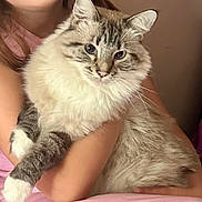 Snowflake is registered to the contest to win money with this photo: cat, fluffy, blue_eyes, pet, animal, feline, cute, domestic_animal, whiskers, person_holding, fur, indoor, resting, closeup, mammal, paws, face, young, cozy, relaxed