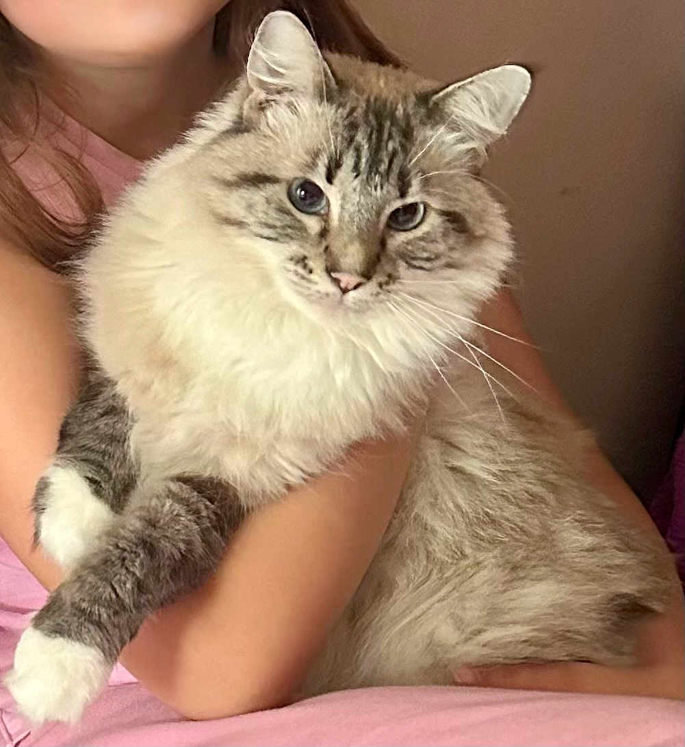 Snowflake is registered to the contest to win money with this photo: cat, fluffy, blue_eyes, pet, animal, feline, cute, domestic_animal, whiskers, person_holding, fur, indoor, resting, closeup, mammal, paws, face, young, cozy, relaxed