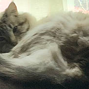 Snowflake is registered to the contest to win money with this photo: animal, blurred, cat, cozy, curled_up, curtains, domestic, feline, fluffy, fur, home, indoor, pet, relaxed, resting, sleeping, soft_surface, tail, whiskers, window