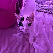 Grim is registered to the contest to win money with this photo: cat, calico, pet_bed, blanket, indoor, soft_texture, curious, walking, animal, feline, whiskers, ears, floor, cozy, home, cute, fur, closeup, pink_lighting, relaxed