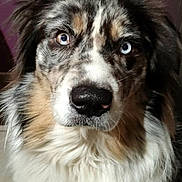 Phoebus participe au concours pour gagner de l'argent avec cette photo : dog, australian_shepherd, heterochromia, blue_eye, brown_eye, pet, animal, fur, portrait, indoor, purple_wall, window, curtain, close_up, looking_at_camera, fluffy, canine, domestic_animal, face, cute