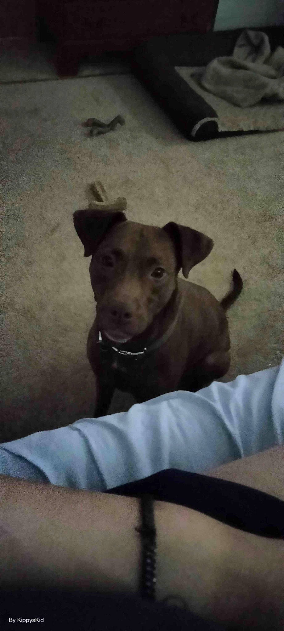 Nahla Bear is registered to the contest to win money with this photo: borador, carnivore, collar, comfort, companion_dog, dog, dog_breed, dog_collar, fawn, fur, grey, guard_dog, pet_supply, sand, shadow, toy_dog, whiskers, working_animal