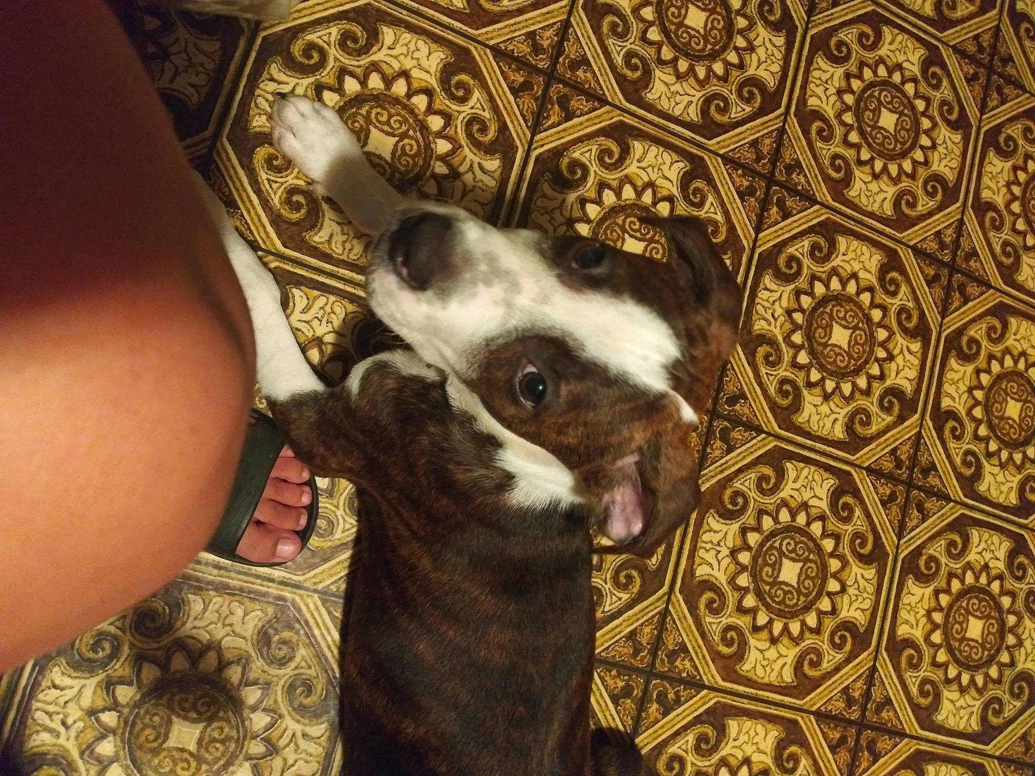 Koda joined the competition — help win amazing prizes! boston_terrier, canidae, carnivore, companion_dog, dog, dog_breed, fawn, french_bulldog, mammal, non_sporting_group, puppy, puppy_love, sporting_group, valley_bulldog, vertebrate