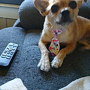 Scruffy is registered to the contest to win money with this photo: dog, tie, couch, remote_control, pet, indoor, furniture, blanket, animal, small_dog, brown_dog, resting, living_room, close_up, cute, domestic_animal, canine, relaxed, fabric, colorful_tie