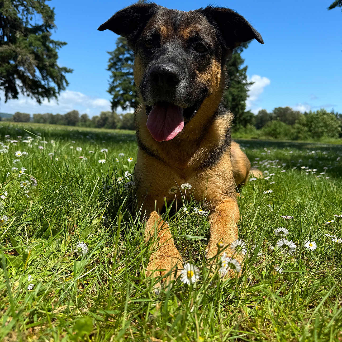 Celestia joined the competition — help win amazing prizes! animal, blue_sky, canine, daisies, daylight, dog, field, grass, greenery, happy, lying_down, mammal, nature, outdoor, pet, playful, summer, sunny, tongue_out, trees