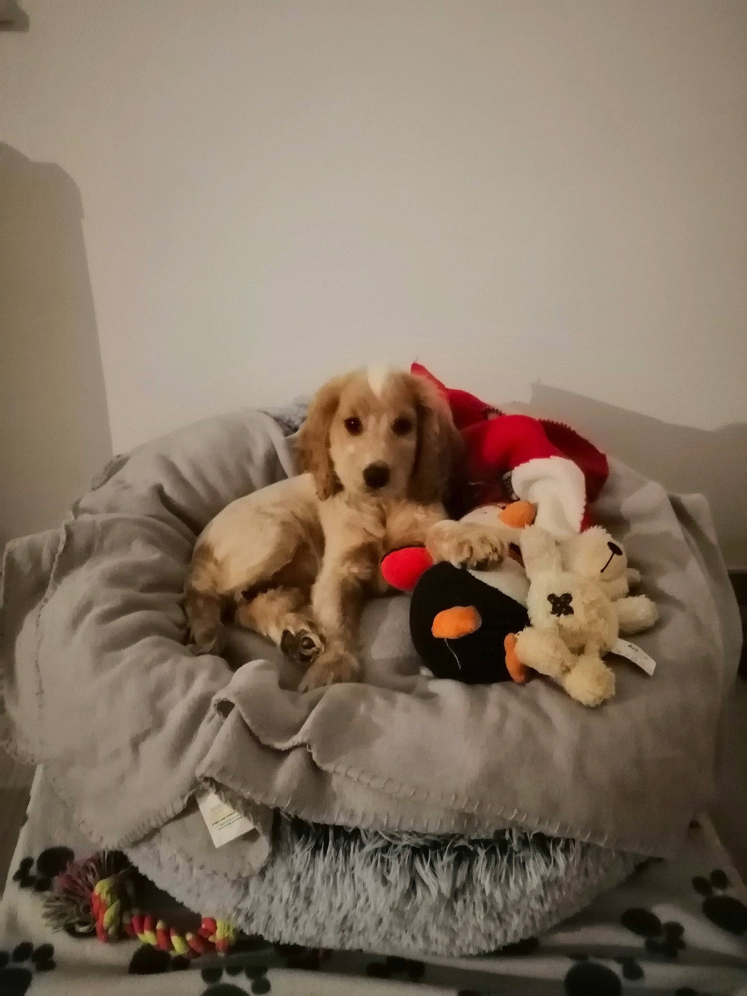 Stella a rejoint le concours — aidez-le/la à gagner de superbes lots ! bed, bedding, carnivore, comfort, companion_dog, couch, dog, dog_breed, dog_supply, fawn, fur, linens, pet_supply, pillow, room, sporting_group, studio_couch, stuffed_toy, tail, toy