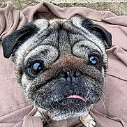 Chef a rejoint le concours — aidez-le/la à gagner de superbes lots ! animal, black, blanket, brown, close_up, companion, cute, dog, ears, expression, face, fur, grass, outdoor, pet, pug, small_dog, snout, tongue, whiskers