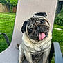 Chef participe au concours pour gagner de l'argent avec cette photo : animal, backyard, canine, chair, cute, dog, domestic_animal, furry, garden, grass, greenery, outdoor, pet, pet_animal, playful, portrait, pug, sitting, summer, tongue_out
