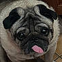Chef a rejoint le concours — aidez-le/la à gagner de superbes lots ! animal, close_up, companion, cute, dog, domestic, ears, expression, face, floor, fur, indoor, looking_up, mammal, paw, pet, pug, snout, tile, tongue_out