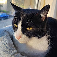 Cookie is registered to the contest to win money with this photo: animal, black_and_white, cat, close_up, cozy, domestic_cat, ears, fluffy_bed, fur, indoor, nose, pet, portrait, quiet, relaxed, resting, sunlight, whiskers, window, yellow_eyes