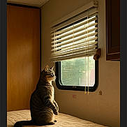 Tiger is registered to the contest to win money with this photo: cat, tabby_cat, bed, quilted_bedspread, window, window_blinds, indoor, furniture, light, natural_light, animal, pet, calm, cozy, room, wall, curtains, sitting, profile, quiet