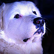 Looky participe au concours pour gagner de l'argent avec cette photo : animal, canine, close_up, dark_background, dog, domestic_animal, ears, expression, face, fluffy, fur_texture, looking_away, muzzle, nose, pet, portrait, serene, soft_light, whiskers, white_fur