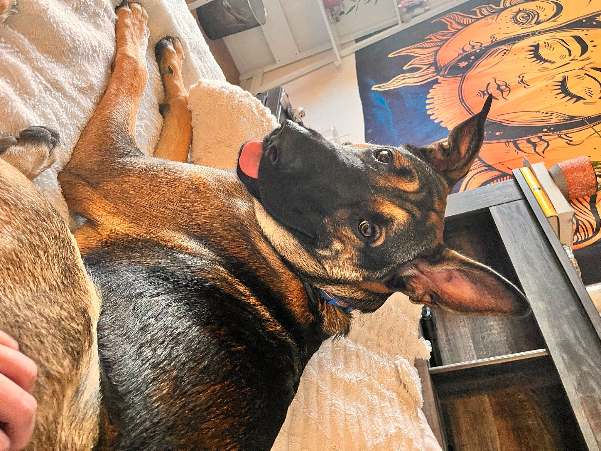 Brody is registered to the contest to win money with this photo: art, canidae, collar, dog, dog_breed, fawn, fur, guard_dog, horn, livestock, picture_frame, terrestrial_animal, visual_arts, working_animal, working_dog
