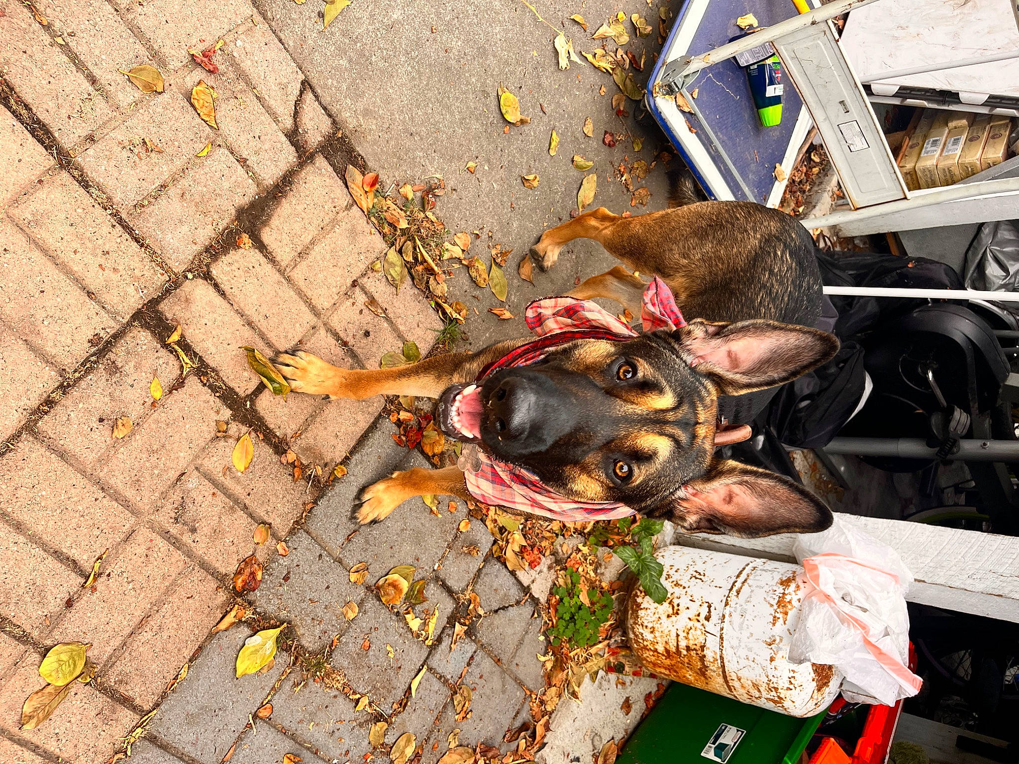 Brody joined the competition — help win amazing prizes! asphalt, city, cobblestone, concrete, eyewear, fashion_accessory, flooring, metal, road, road_surface, shadow, sidewalk, soil, street, sunglasses, wood, working_animal