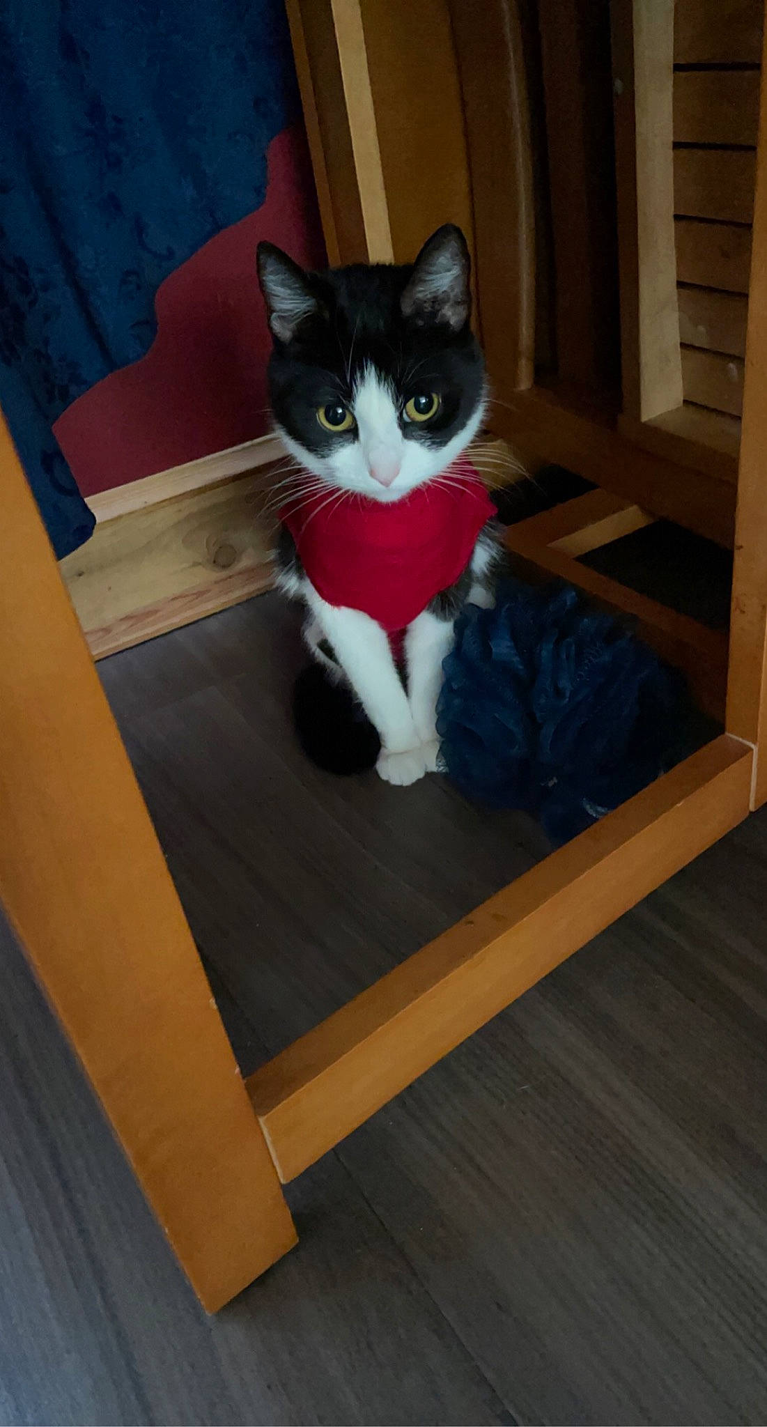 Kat is registered to the contest to win money with this photo: carnivore, cat, domestic_short_haired_cat, felidae, polydactyl_cat, small_to_medium_sized_cats, tail, whiskers