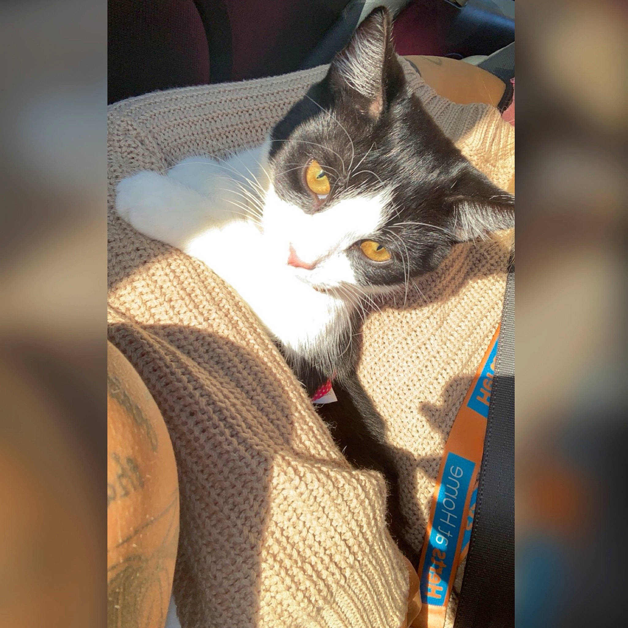 Kat joined the competition — help win amazing prizes! asian, carnivore, cat, domestic_short_haired_cat, felidae, kitten, small_to_medium_sized_cats, whiskers