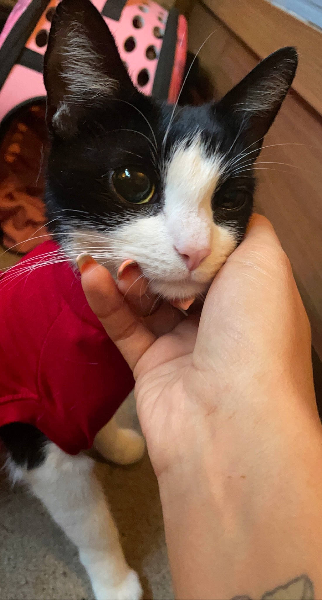 Kat joined the competition — help win amazing prizes! carnivore, cat, ear, felidae, kitten, mammal, small_to_medium_sized_cats, snout, whiskers