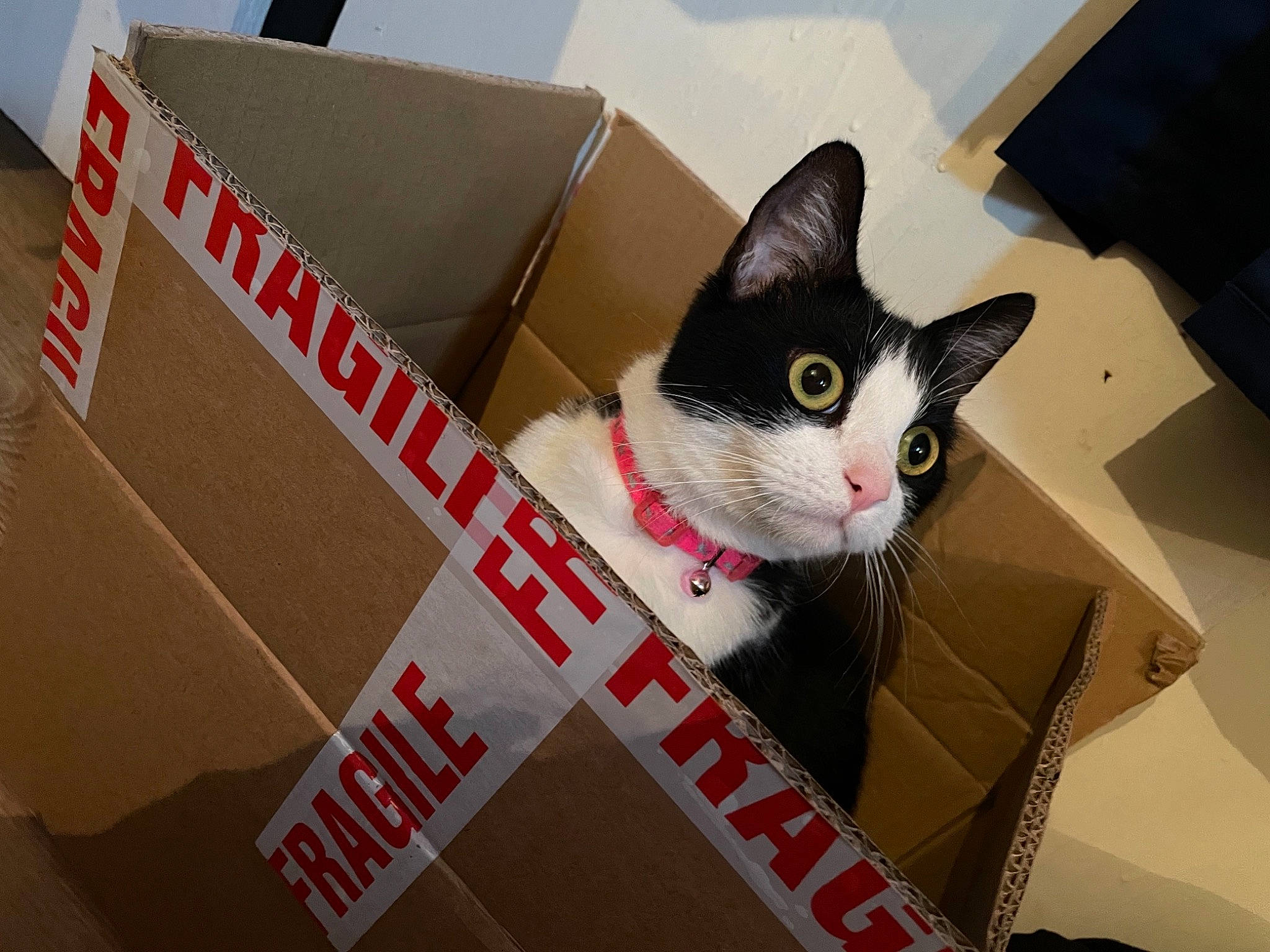 Kat joined the competition — help win amazing prizes! box, cardboard, carnivore, carton, cat, domestic_short_haired_cat, felidae, package_delivery, packaging_and_labeling, packing_materials, paper_product, pet_supply, shipping_box, shopping_bag, small_to_medium_sized_cats, snout, whiskers