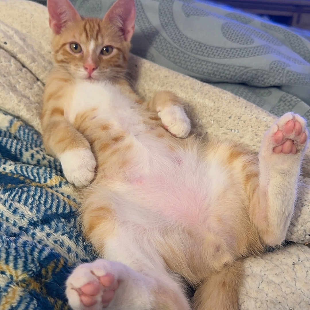 Hamburger is registered to the contest to win money with this photo: abyssinian, animal, bed, bedroom, blanket, cat, computerhardware, couch, cushion, electronics, furniture, hardware, indoors, kitten, manx, monitor, pet, room, screen, tv