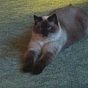 Trooper joined the competition — help win amazing prizes! animal, carpet, cat, cute, domestic_animal, ears, feline, fluffy, fur, home, indoor, laying_down, lazy, mammal, paws, pet, relaxed, resting, stretching, whiskers