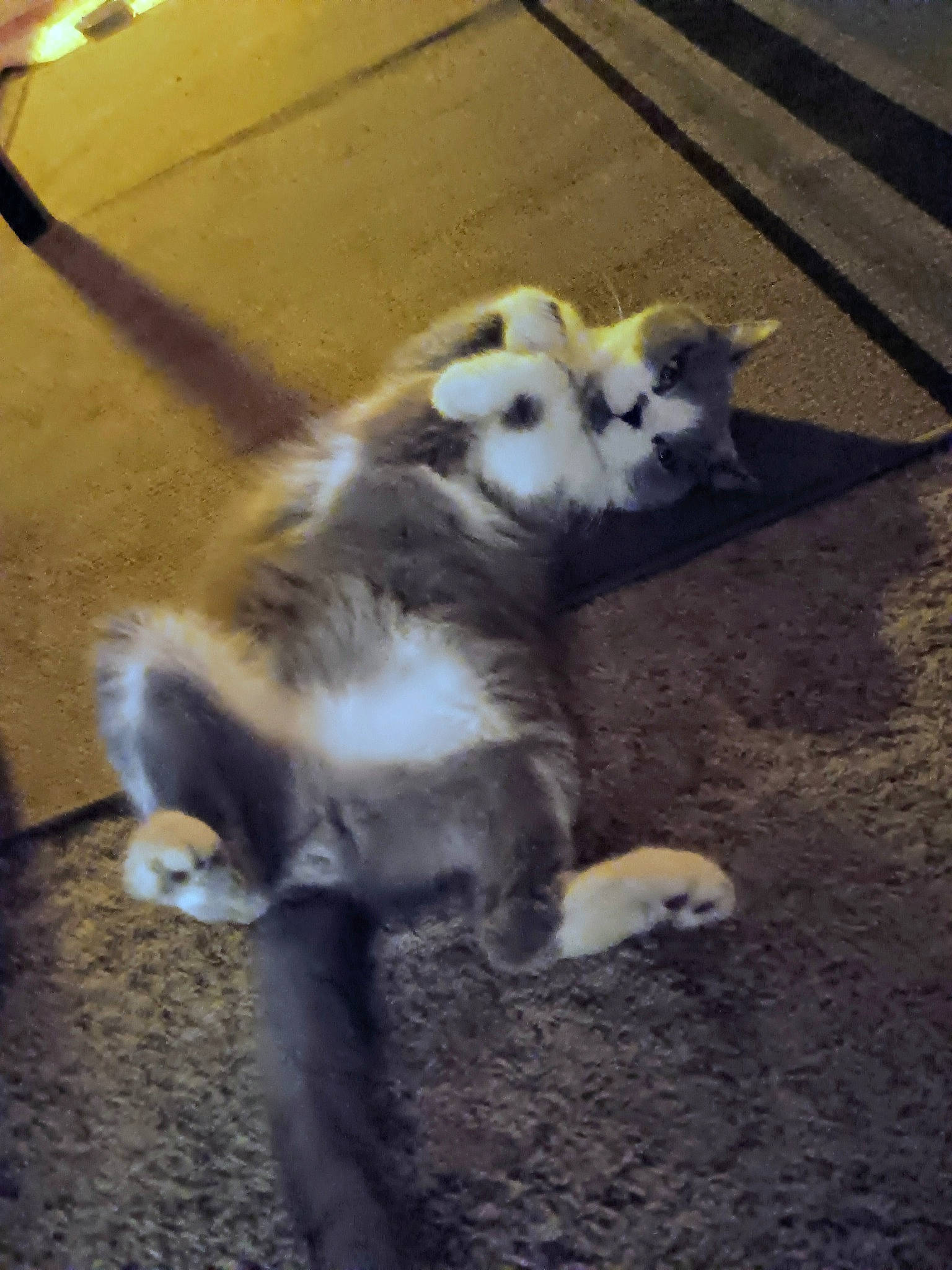 Jimmy is registered to the contest to win money with this photo: canidae, carnivore, claw, companion_dog, dog_breed, felidae, flooring, foot, fur, non_sporting_group, paw, road_surface, shadow, snout, sporting_group, tail, terrestrial_animal, whiskers, wildlife