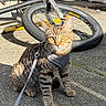 Canela joined the competition — help win amazing prizes! cat, tabby_cat, leash, harness, bicycle, wheel, outdoor, concrete, sunlight, pet, animal, feline, striped, sitting, closeup, daylight, curious, young_cat, shadow, background_blur