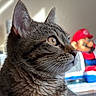 cat, tabby, close_up, portrait, indoor, natural_light, whiskers, ears, fur, animal, pet, looking_away, striped_fur, background, figurine, mario, toy, soft_light, shadow, cozy