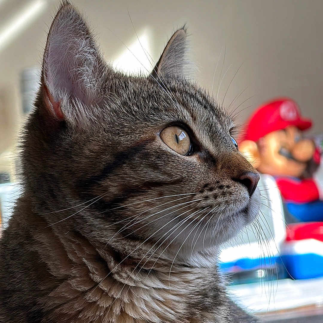 Canela is registered to the contest to win money with this photo: cat, tabby, close_up, portrait, indoor, natural_light, whiskers, ears, fur, animal, pet, looking_away, striped_fur, background, figurine, mario, toy, soft_light, shadow, cozy