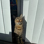 Canela joined the competition — help win amazing prizes! cat, tabby, sunlight, shadow, vertical_blinds, window, curious, pet, indoor, striped, feline, glass, reflection, daylight, home, animal, looking, sitting, domestic, closeup