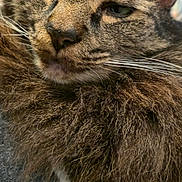 Butters is registered to the contest to win money with this photo: animal, cat, close_up, cozy, cute, domestic_cat, face, feline, fluffy, fur, indoor, mammal, pet, portrait, relaxed, resting, sleepy, soft_texture, tabby, whiskers