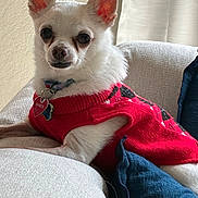 Shiner is registered to the contest to win money with this photo: chihuahua, close_up, collar, companion, couch, cushion, cute, dog, domestic_animal, furniture, house_pet, indoor, looking_at_camera, pet, red_sweater, relaxed, resting, small_dog, tag, white_dog