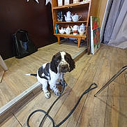 Alfie a rejoint le concours — aidez-le/la à gagner de superbes lots ! animal, bag, brown, curtains, cute, dog, domestic, flooring, furniture, home, indoor, leash, paintings, pet, puppy, shelf, spotted, teapots, white, wooden_floor