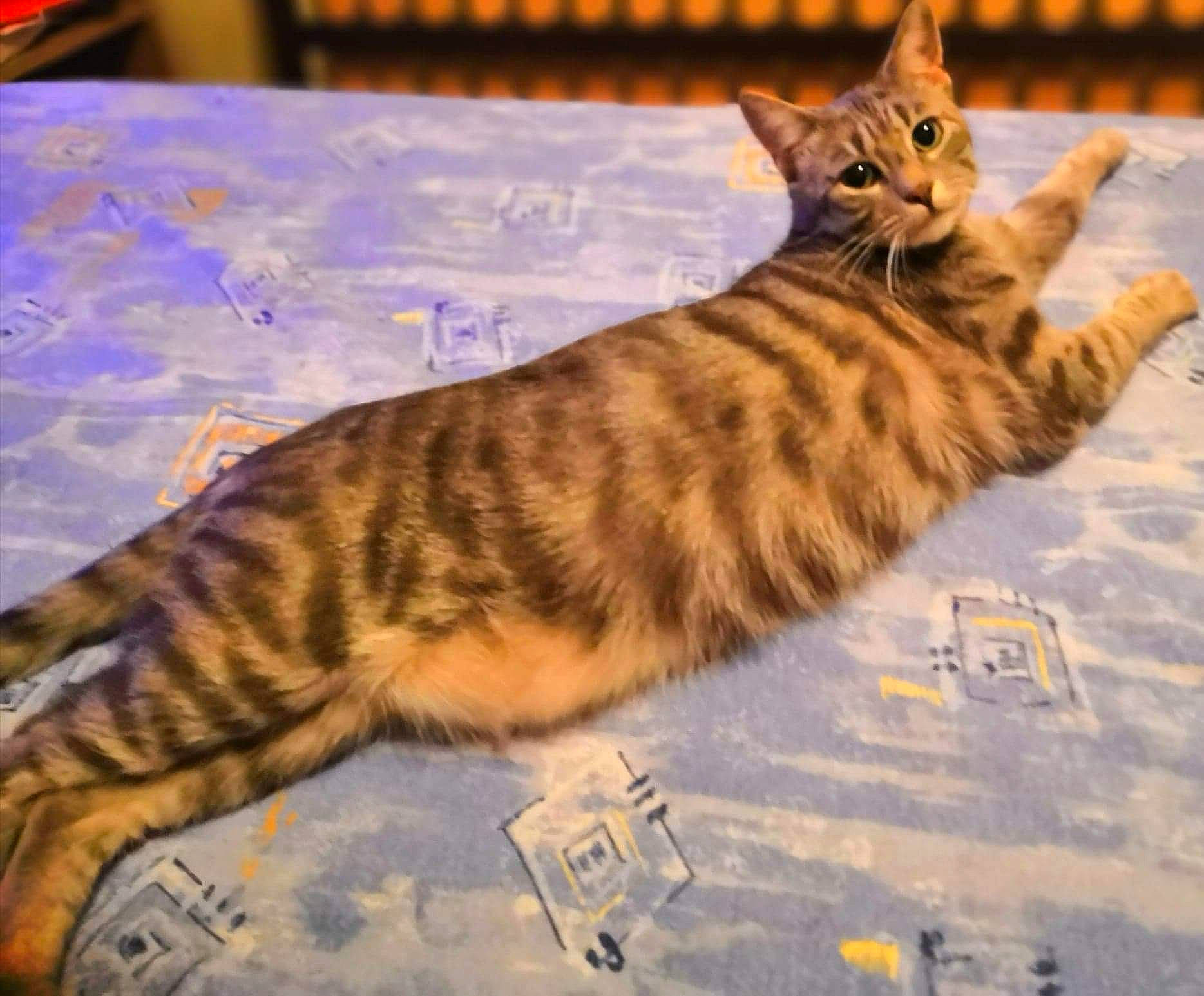 Mimi a rejoint le concours — aidez-le/la à gagner de superbes lots ! carnivore, cat, claw, domestic_short_haired_cat, fawn, felidae, flooring, fur, mammal, organism, paw, sitting, small_to_medium_sized_cats, snout, tail, terrestrial_animal, vertebrate, whiskers, wildlife