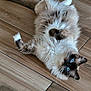 Viggo a rejoint le concours — aidez-le/la à gagner de superbes lots ! cat, fluffy, blue_eyes, lying_down, wooden_floor, pet, indoor, feline, playful, relaxed, whiskers, tail, cute, animal, domestic, fur, mammal, paw, looking_up, close_up