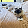 Viggo participe au concours pour gagner de l'argent avec cette photo : cat, fluffy, bed, indoor, pet, animal, relaxed, blue_eyes, feline, paws, stretching, fur, mammal, resting, cute, domestic, whiskers, cozy, living_room, window