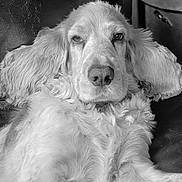 Phénix a rejoint le concours — aidez-le/la à gagner de superbes lots ! dog, couch, leather, indoor, pet, relaxed, fur, toy, sleepy, animal, canine, living_room, furniture, closeup, resting, portrait, companion, cozy, black_and_white, domestic