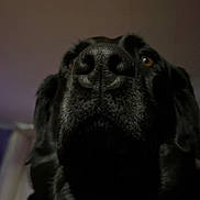 Jackson is registered to the contest to win money with this photo: dog, black_dog, close_up, snout, indoor, dim_lighting, curtains, clock, pet, animal, muzzle, face, portrait, canine, furry, ears, whiskers, home, domestic, blurred_background