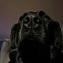 dog, black_dog, close_up, snout, indoor, dim_lighting, curtains, clock, pet, animal, muzzle, face, portrait, canine, furry, ears, whiskers, home, domestic, blurred_background