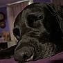 Jackson joined the competition — help win amazing prizes! dog, black_dog, sleeping, close_up, face, nose, fur, indoors, bedroom, curtains, clock, purple, resting, pet, animal, calm, cozy, soft_light, blurred_background, napping