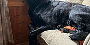 Jackson is registered to the contest to win money with this photo: dog, black_dog, labrador, pet, window, armchair, curtains, wood_paneling, floor, indoor, resting, looking_out, furniture, cozy, calm, domestic, side_view, natural_light, home, relaxing