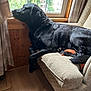 dog, black_dog, labrador, pet, window, armchair, curtains, wood_paneling, floor, indoor, resting, looking_out, furniture, cozy, calm, domestic, side_view, natural_light, home, relaxing