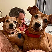 Molly joined the competition — help win amazing prizes! dog, pet, animal, indoor, couch, blanket, person, collar, fur, cute, face, ears, nose, looking_at_camera, brown, red_collar, pink_collar, blue_tag, man, relaxing
