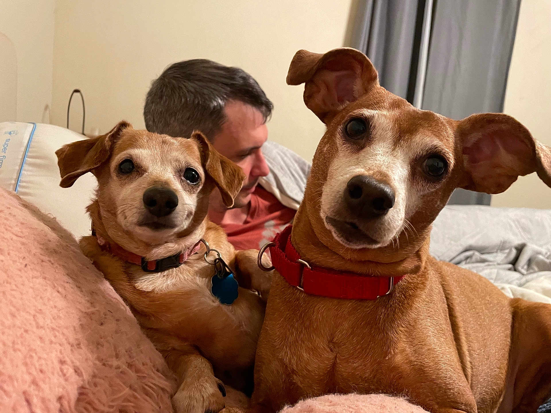 Molly joined the competition — help win amazing prizes! dog, pet, animal, indoor, couch, blanket, person, collar, fur, cute, face, ears, nose, looking_at_camera, brown, red_collar, pink_collar, blue_tag, man, relaxing