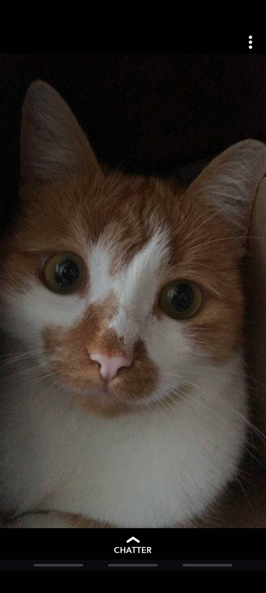 Foxy a rejoint le concours — aidez-le/la à gagner de superbes lots ! carnivore, cat, domestic_short_haired_cat, ear, eye, felidae, fur, small_to_medium_sized_cats, snout, whiskers